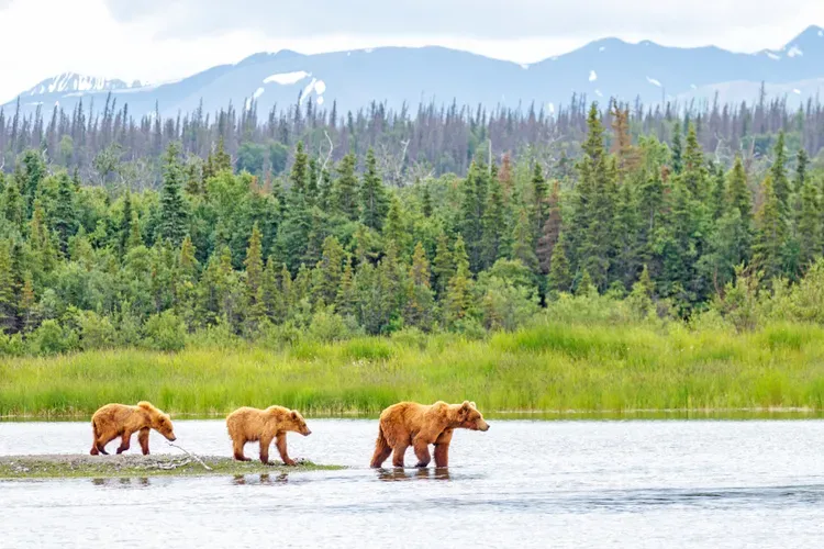 Katami national park bears crossing river hunting salmon